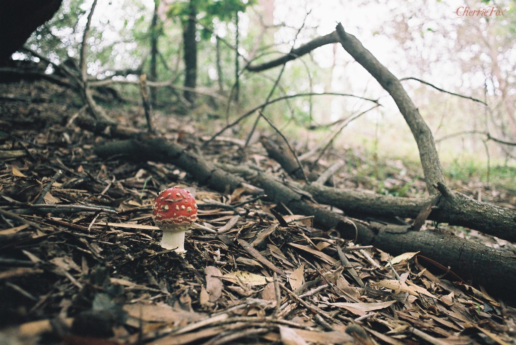 amanita muscaria